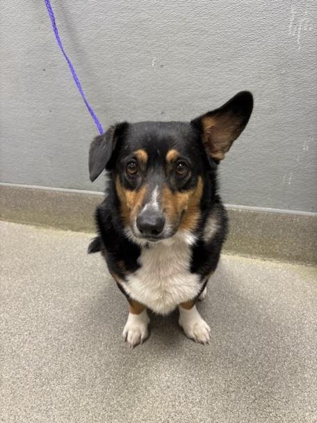 *CHIP - Cardigan Welsh Corgi available for adoption