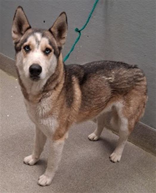 ACE - Siberian Husky available for adoption