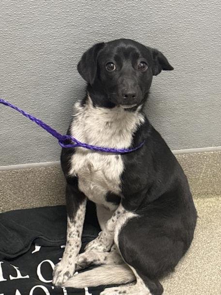 *MOON - Chihuahua available for adoption