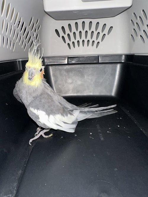 TURKEY LEG - Cockatiel available for adoption