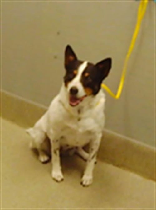 LURIA - Australian Shepherd available for adoption