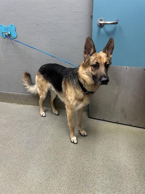 *GIBBLE - German Shepherd Dog available for adoption
