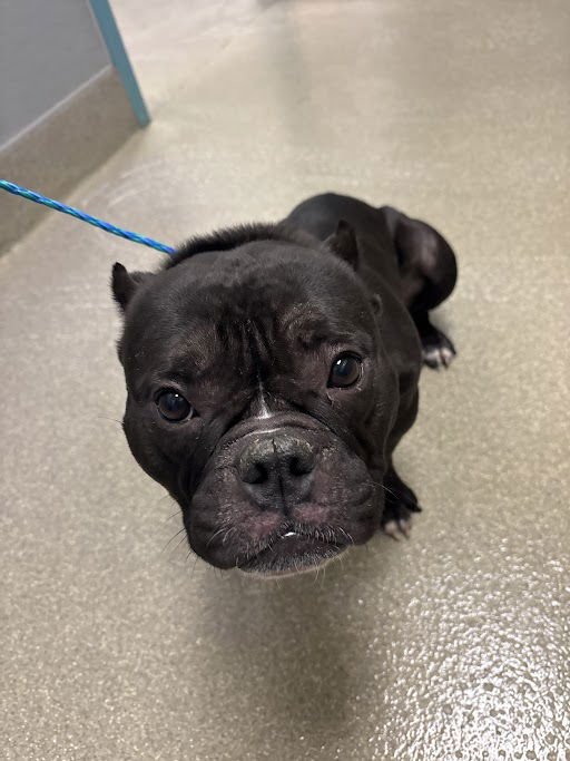 *RAMONE - Pit Bull Terrier available for adoption