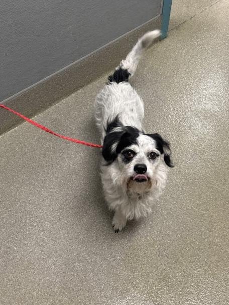 *MCFLURRY - Terrier available for adoption