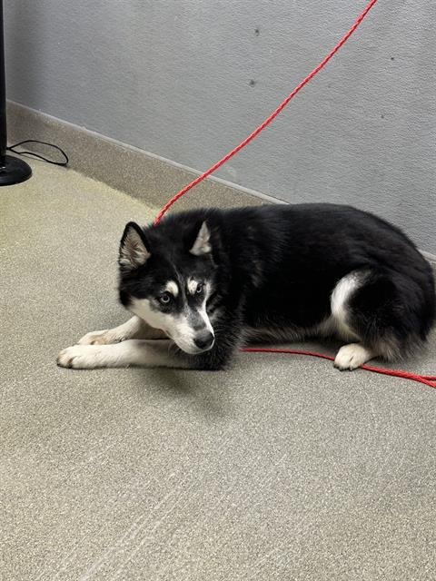 BLUE - Husky available for adoption