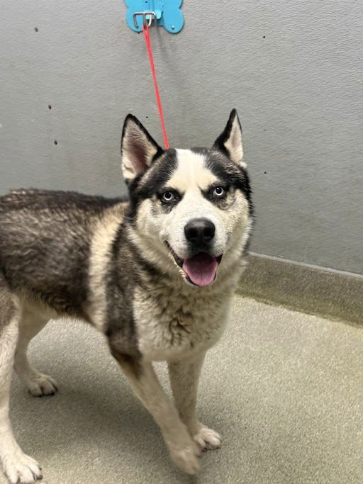 KRATOS - German Shepherd Dog available for adoption