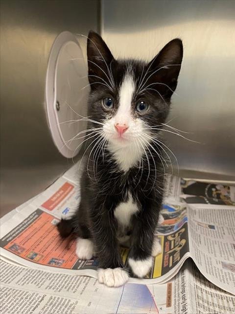 *TIMON - Domestic Short Hair available for adoption