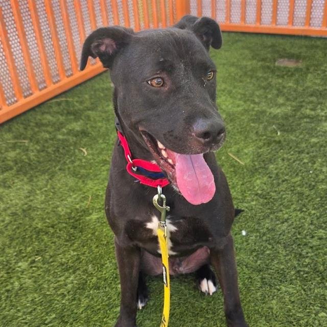 JIM - Pit Bull Terrier / Labrador Retriever available for adoption