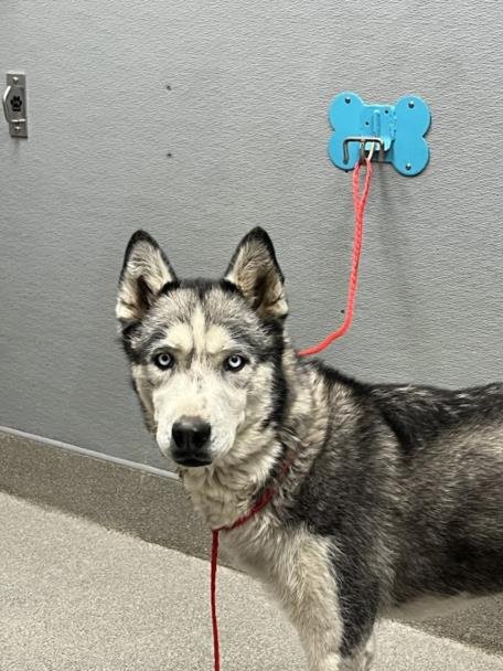 *MINA - Siberian Husky available for adoption