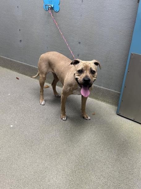 *SAMIRA - Pit Bull Terrier available for adoption