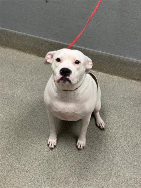ROXIE - Staffordshire Bull Terrier available for adoption