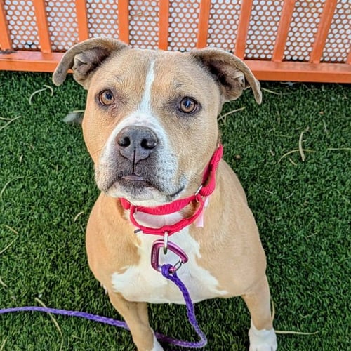 DAISY - Pit Bull Terrier available for adoption