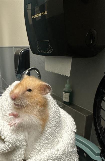 *RATATOUILLE - Hamster available for adoption