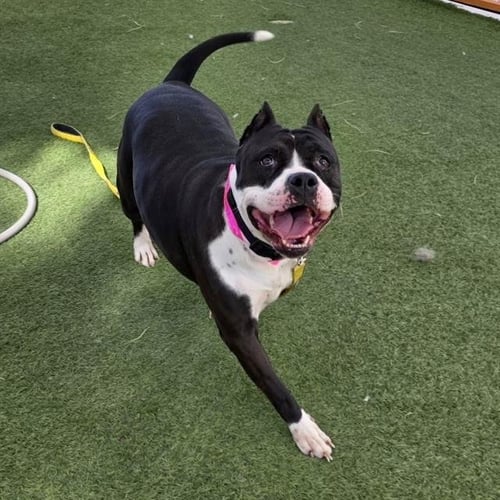 *WAVY - Pit Bull Terrier available for adoption