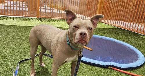 NOVA - Pit Bull Terrier available for adoption