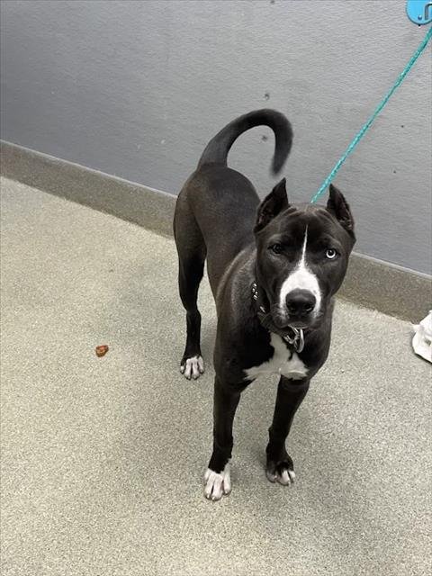 *ATLANTIS - Siberian Husky / Pit Bull Terrier available for adoption