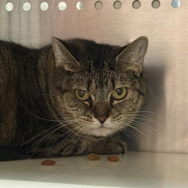 PATCHES - Domestic Short Hair available for adoption