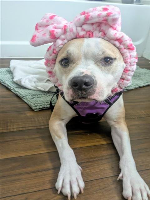 STORMIE - Pit Bull Terrier available for adoption