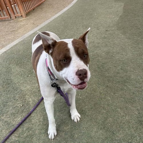 *LESLIE - Pit Bull Terrier available for adoption