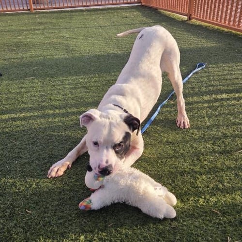 *MCFLURRY - American Pit Bull Terrier available for adoption