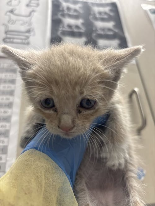 *PANCHO - Domestic Short Hair available for adoption