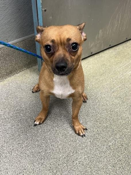 *TATER TOT - Chihuahua available for adoption