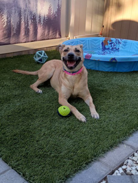*FAWN - Labrador Retriever available for adoption