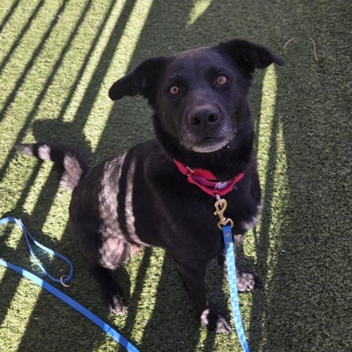 AKIRA - Labrador Retriever available for adoption