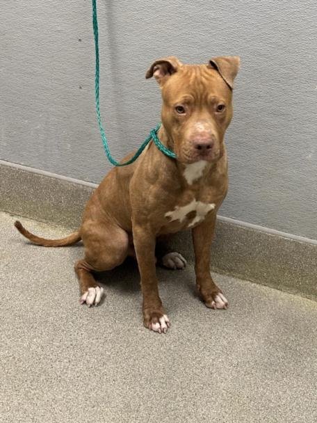 MOOSE - Pit Bull Terrier available for adoption