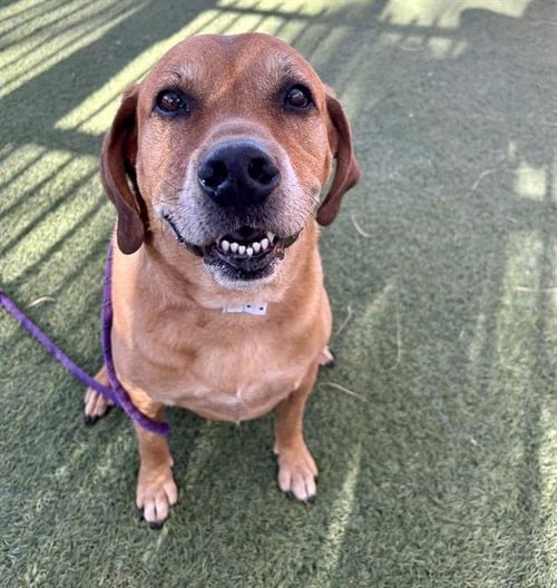 KENAI - Basset Hound for adoption in North Las Vegas