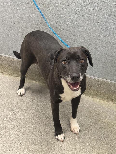 PRINCESS - Labrador Retriever available for adoption