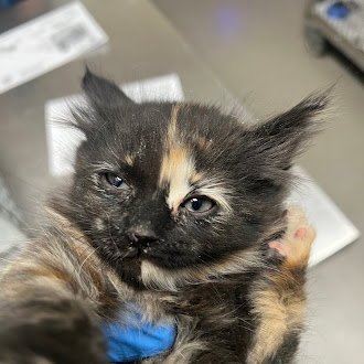 A1417181 - Domestic Short Hair available for adoption