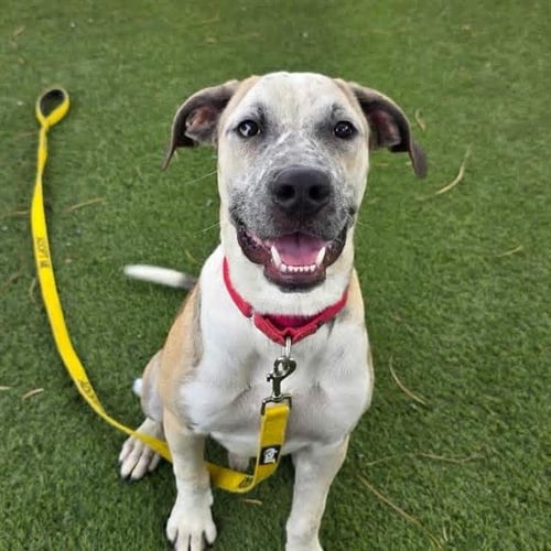 *STIR-FRY - Mastiff available for adoption