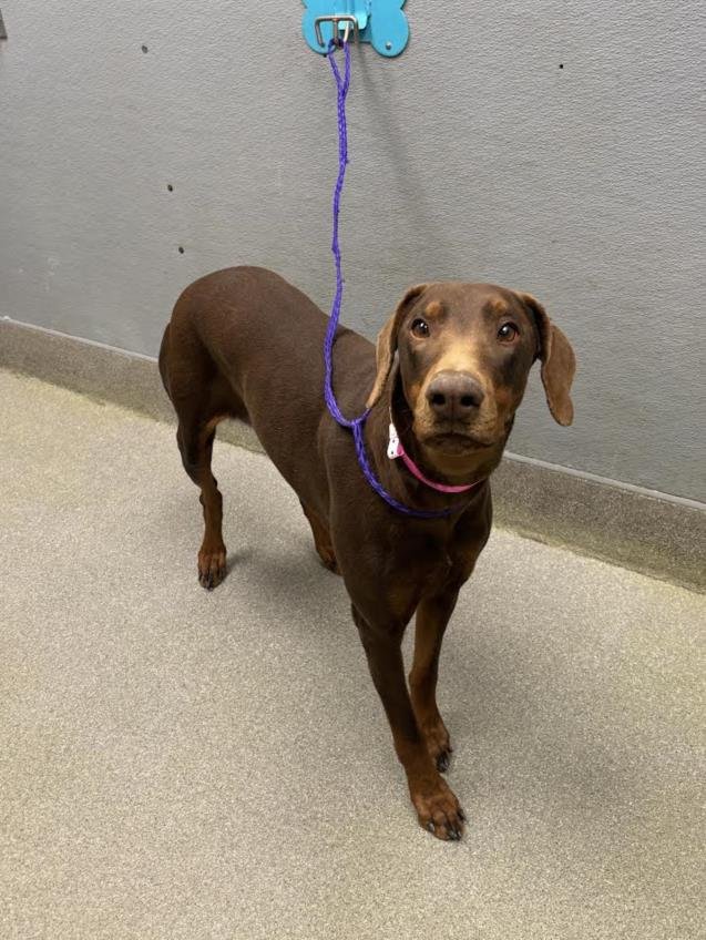 *NENA - Doberman Pinscher available for adoption