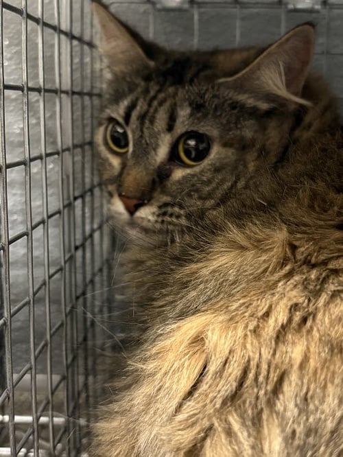 *UVA - Domestic Long Hair for adoption in North Las Vegas