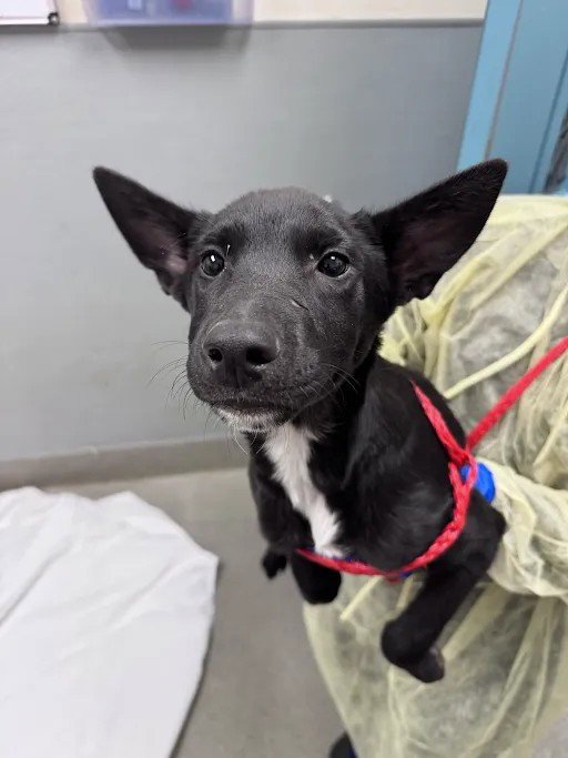 *EARS Image