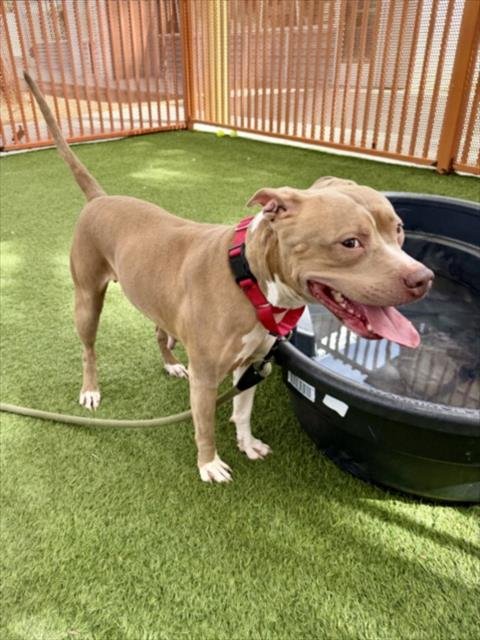 *MISTY - Pit Bull Terrier available for adoption