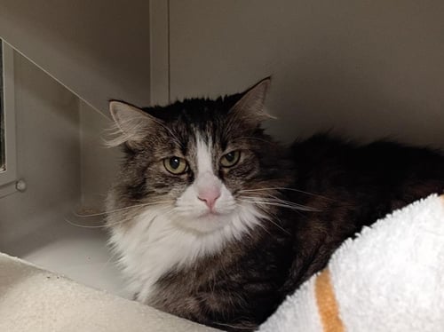 TURBO - Domestic Short Hair available for adoption
