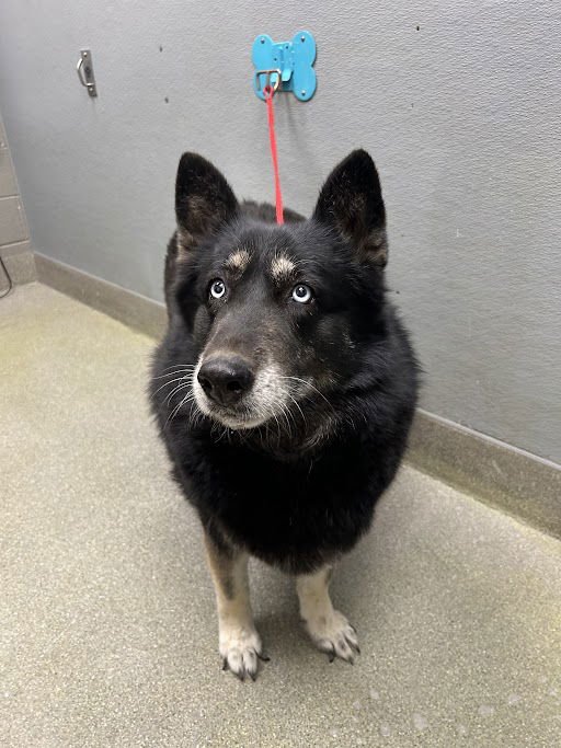 MIMI - German Shepherd Dog / Siberian Husky available for adoption