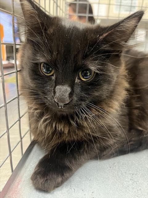 *CODY - Domestic Short Hair available for adoption