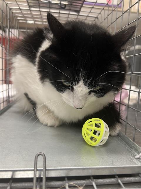 ROMI - Domestic Short Hair for adoption in Las Vegas