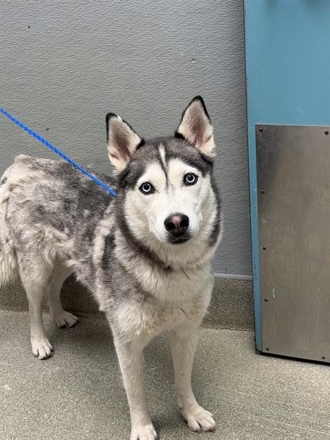 *SALLY - Siberian Husky available for adoption