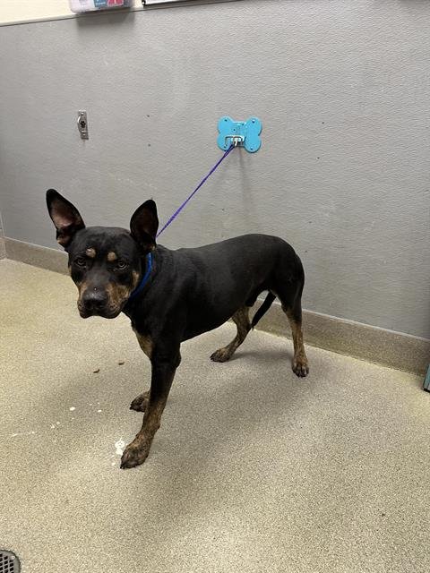 RUFFY - Rottweiler available for adoption