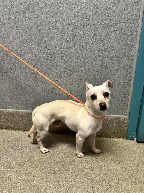 *SHADOW - Chihuahua available for adoption