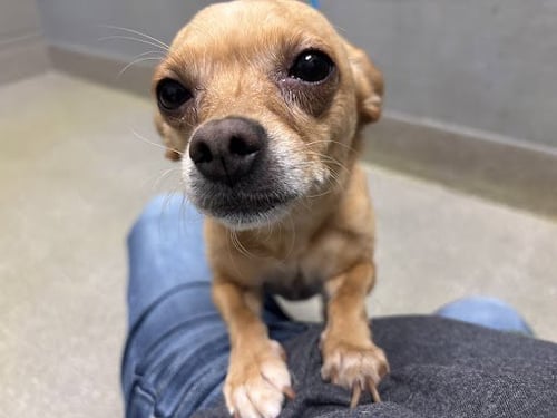 *MARYROSE - Chihuahua available for adoption