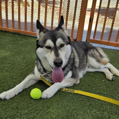 SIMBA - Siberian Husky / German Shepherd Dog available for adoption
