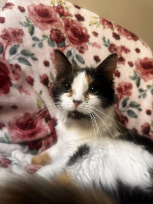 *PIPPIN - Domestic Medium Hair available for adoption