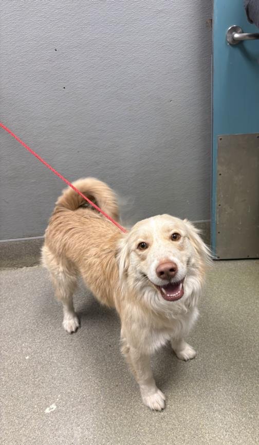 *OLLIE - Border Collie available for adoption