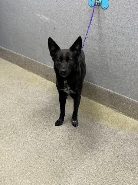 *SOFYA - Australian Cattle Dog/Blue Heeler available for adoption