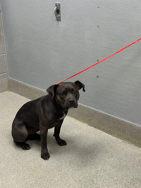 BROOKYN - Pit Bull Terrier available for adoption